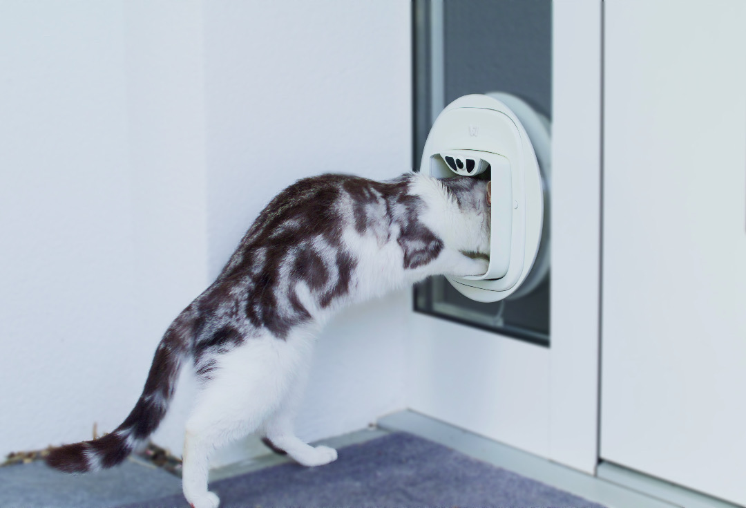 ประตูแมว Pawly Door ใช้เทคโนโลยีจำใบหน้าแมวป้องกันผู้บุกรุก ประตูแมว Pawly Door ใช้เทคโนโลยีจำใบหน้าแมวป้องกันผู้บุกรุก