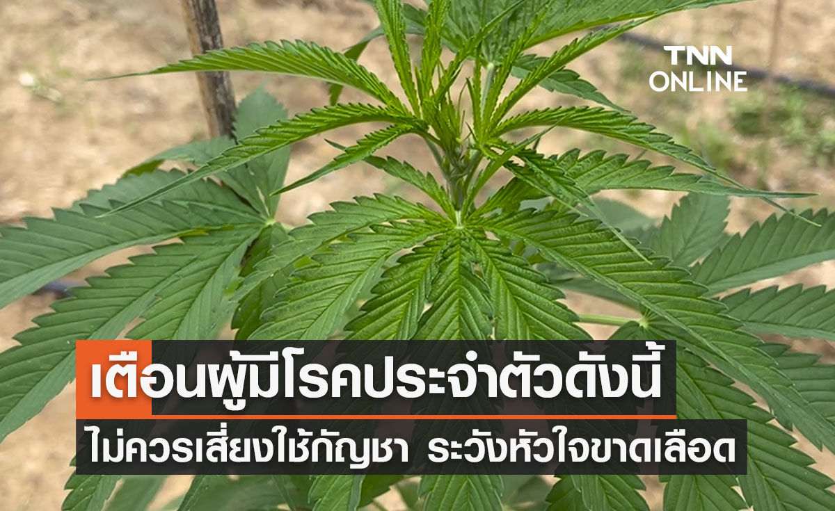 ใช้ กัญชา ต้องรู้! เพจดังเผยข้อมูลผู้มีโรคประจำตัวดังนี้ ระวังหัวใจขาดเลือด