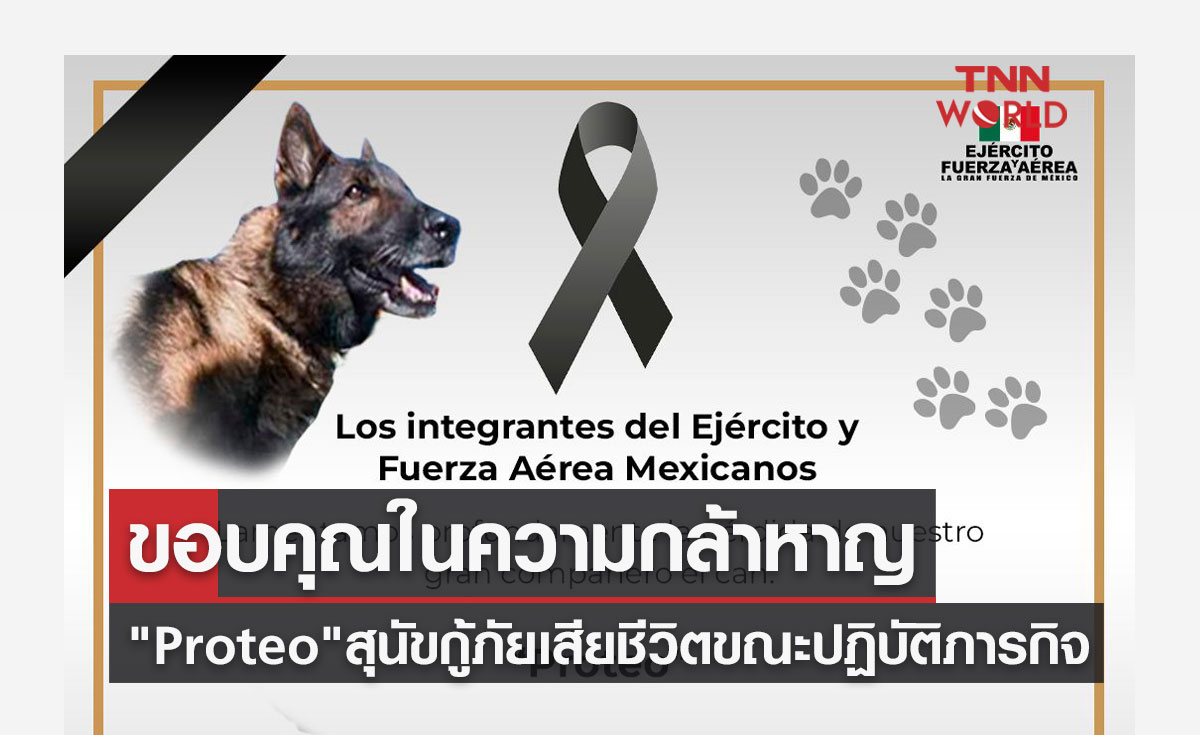 ขอบคุณในความกล้าหาญ Proteo สุนัขกู้ภัยเสียชีวิตขณะปฏิบัติภารกิจเหตุแผ่นดินไหว