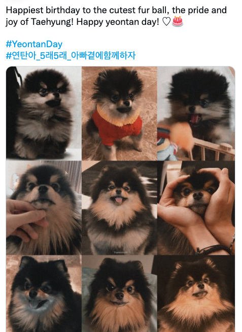 แฟนๆ ทั่วโลกอวยพรวันเกิด 'เจ้ายอนทัน’ น้องโฮ่งเซเลบของ ‘วี BTS’ แฟนๆ ทั่วโลกอวยพรวันเกิด 'เจ้ายอนทัน’ น้องโฮ่งเซเลบของ ‘วี BTS’