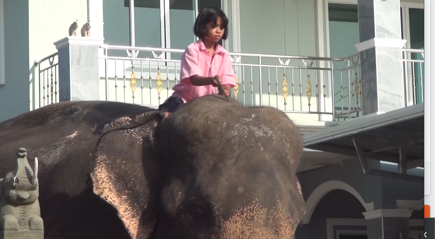 ‘น้องปูเป้’ ขี่ช้างไปเรียนดังไกลต่างแดน สื่อญี่ปุ่นติดต่อขอทำรายการ ‘น้องปูเป้’ ขี่ช้างไปเรียนดังไกลต่างแดน สื่อญี่ปุ่นติดต่อขอทำรายการ
