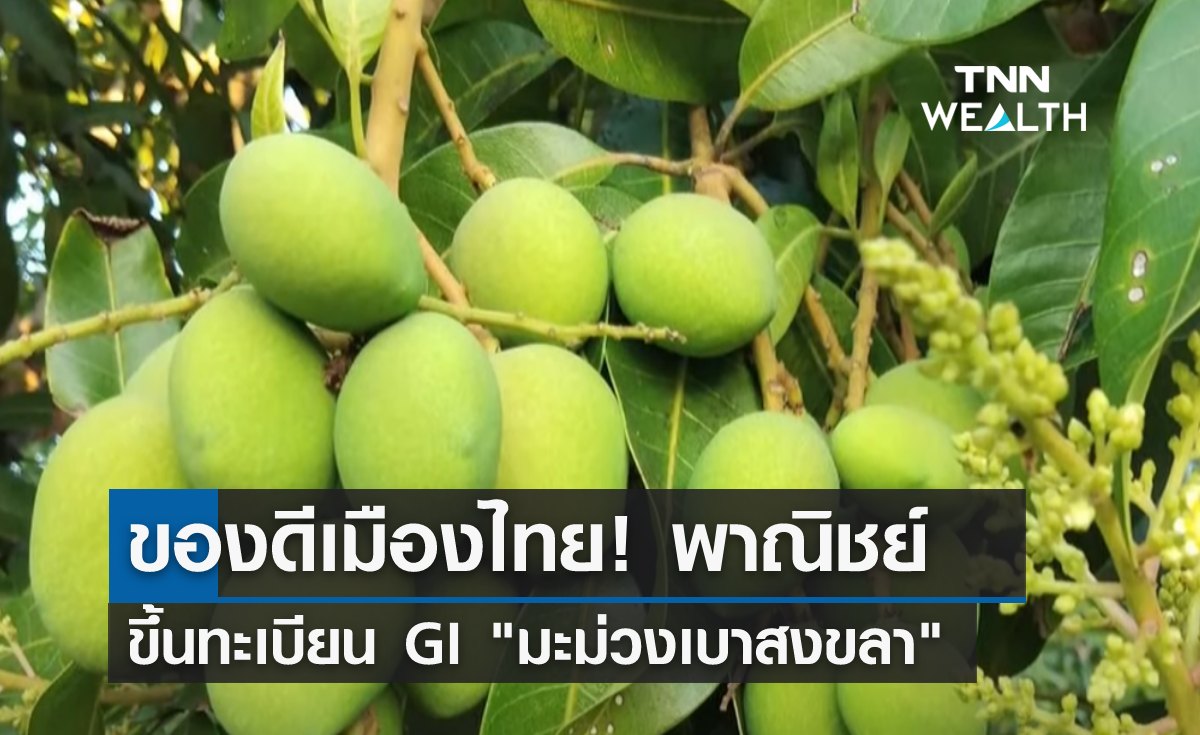 ของดีเมืองไทย! พณ.ขึ้นทะเบียน GI "มะม่วงเบาสงขลา"