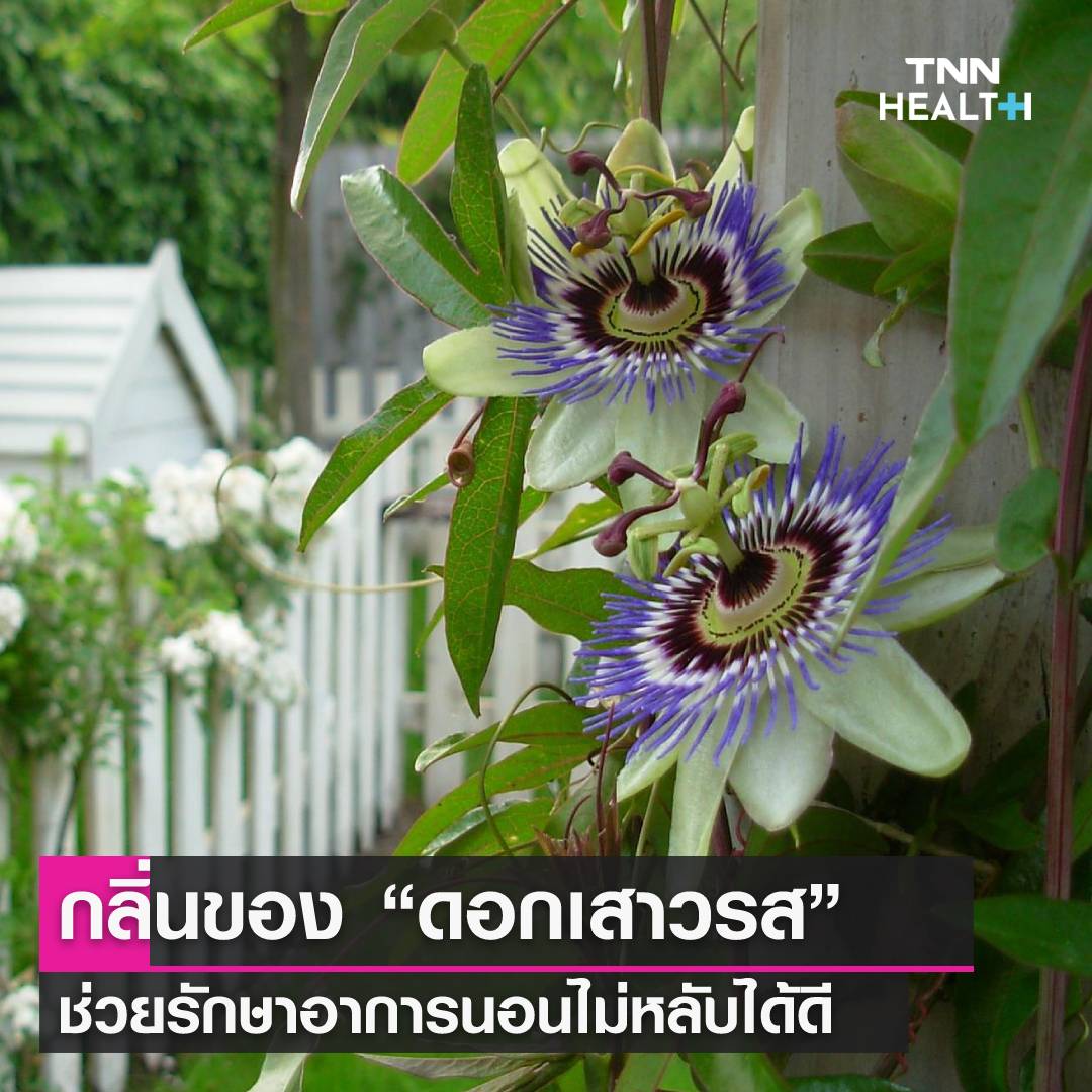 กลิ่นหอมอโรมา เสริมคุณภาพการนอน ลดความกังวล-ความเครียด กลิ่นหอมอโรมา เสริมคุณภาพการนอน ลดความกังวล-ความเครียด