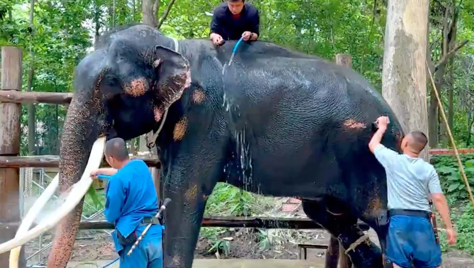 อัปเดตอาการล่าสุด พลายศักดิ์สุรินทร์ เริ่มคุ้นเคยกับควาญไทย อัปเดตอาการล่าสุด พลายศักดิ์สุรินทร์ เริ่มคุ้นเคยกับควาญไทย