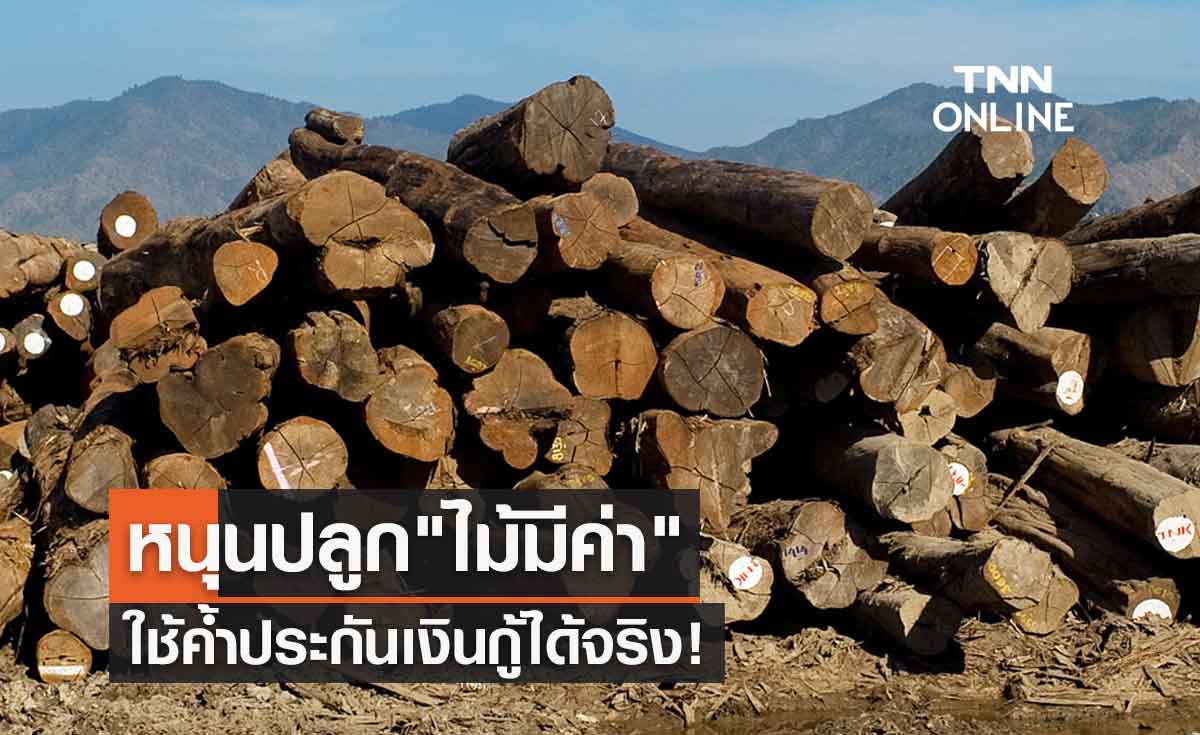 "ไม้มีค่า" ใช้เป็นหลักประกันกู้ยืมเงินจากสถาบันการเงินได้จริง