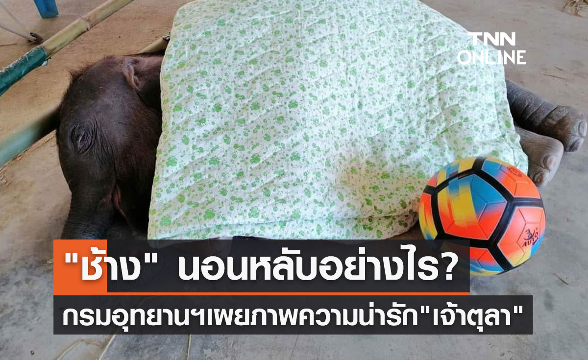 "ช้าง" นอนหลับอย่างไร? กรมอุทยานฯเผยภาพความน่ารัก "เจ้าตุลา" 