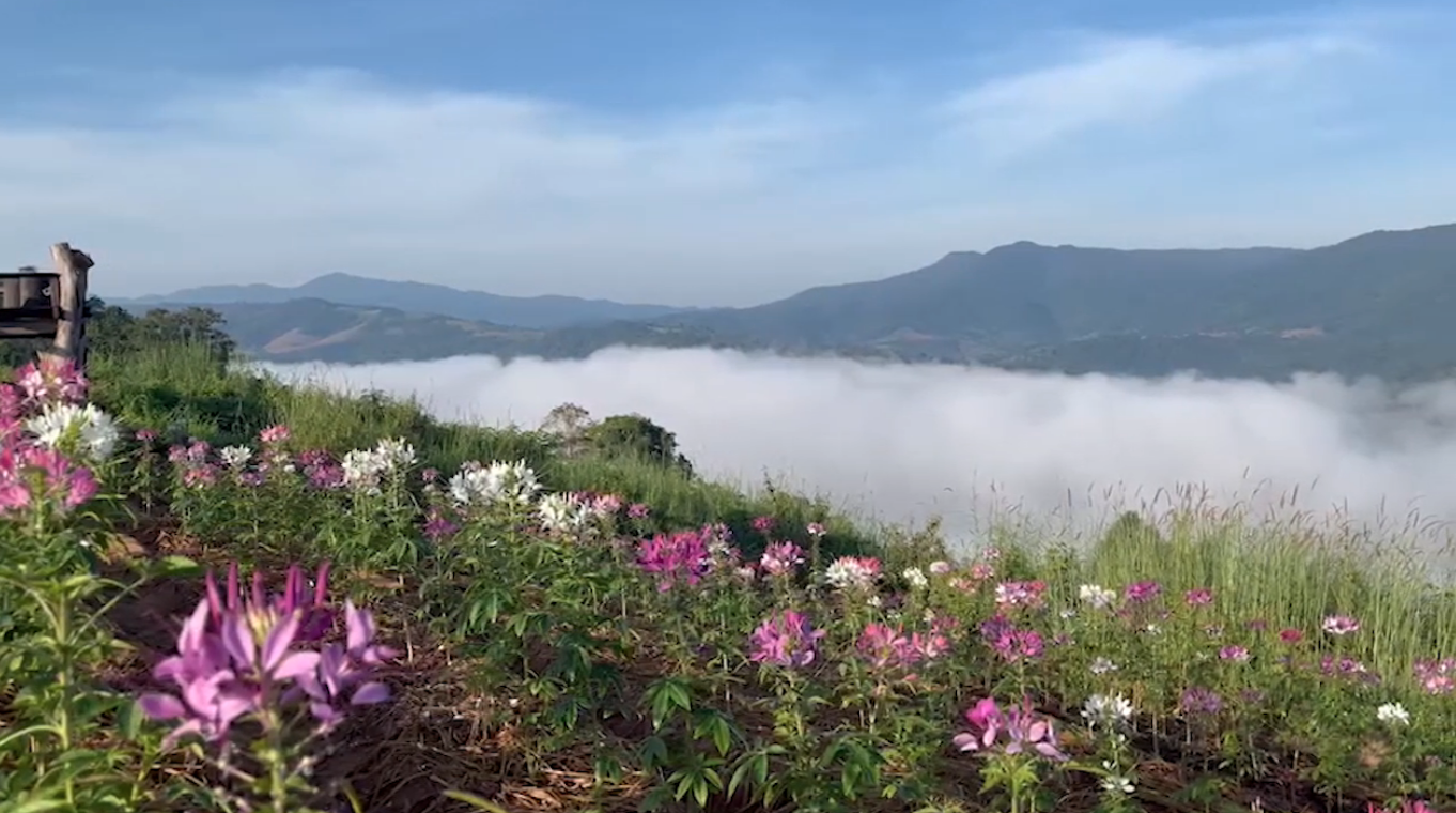 ‘ภูทอก’ ลานกางเต็นท์ใหม่บ้านนาแห้ว ชมทะเลหมอกขาวโพลน-วิวเขาเมืองลาว ‘ภูทอก’ ลานกางเต็นท์ใหม่บ้านนาแห้ว ชมทะเลหมอกขาวโพลน-วิวเขาเมืองลาว