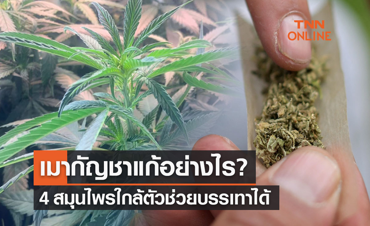 เมากัญชาแก้อย่างไร? เปิด 4 สมุนไพรใกล้ตัวช่วยบรรเทาได้