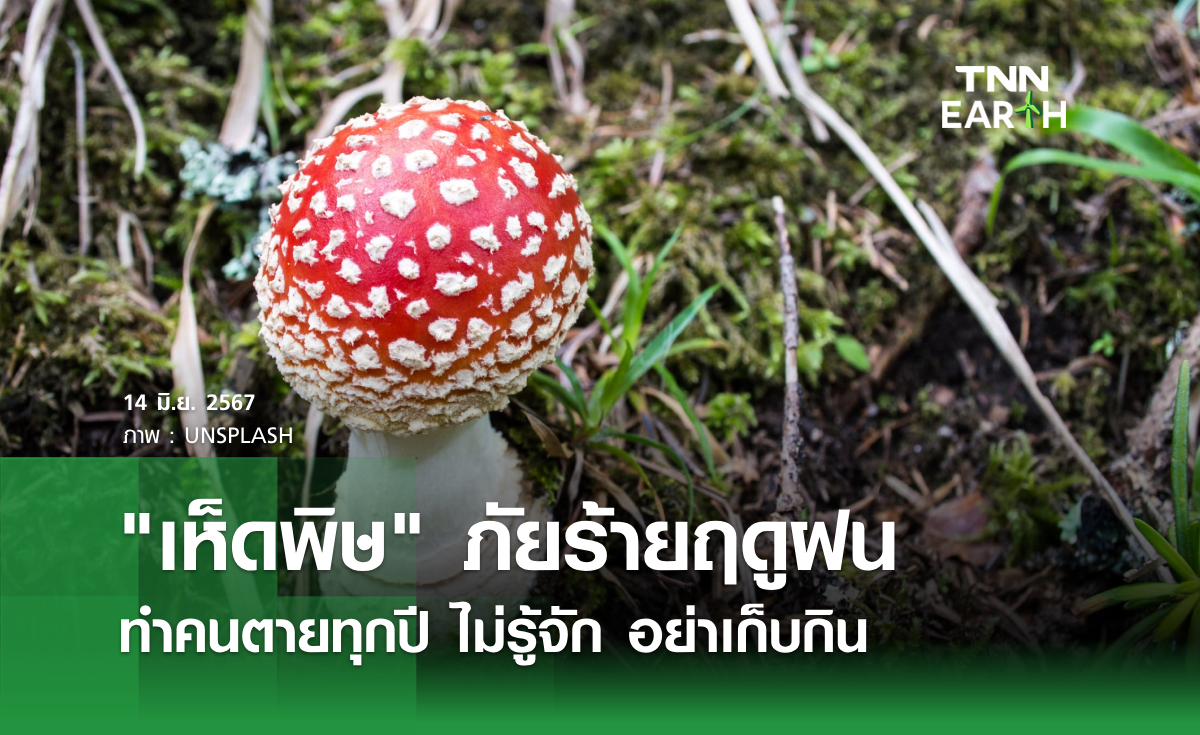 "เห็ดพิษ" ภัยร้ายฤดูฝน ทำคนตายทุกปี ไม่รู้จักอย่าเก็บกิน
