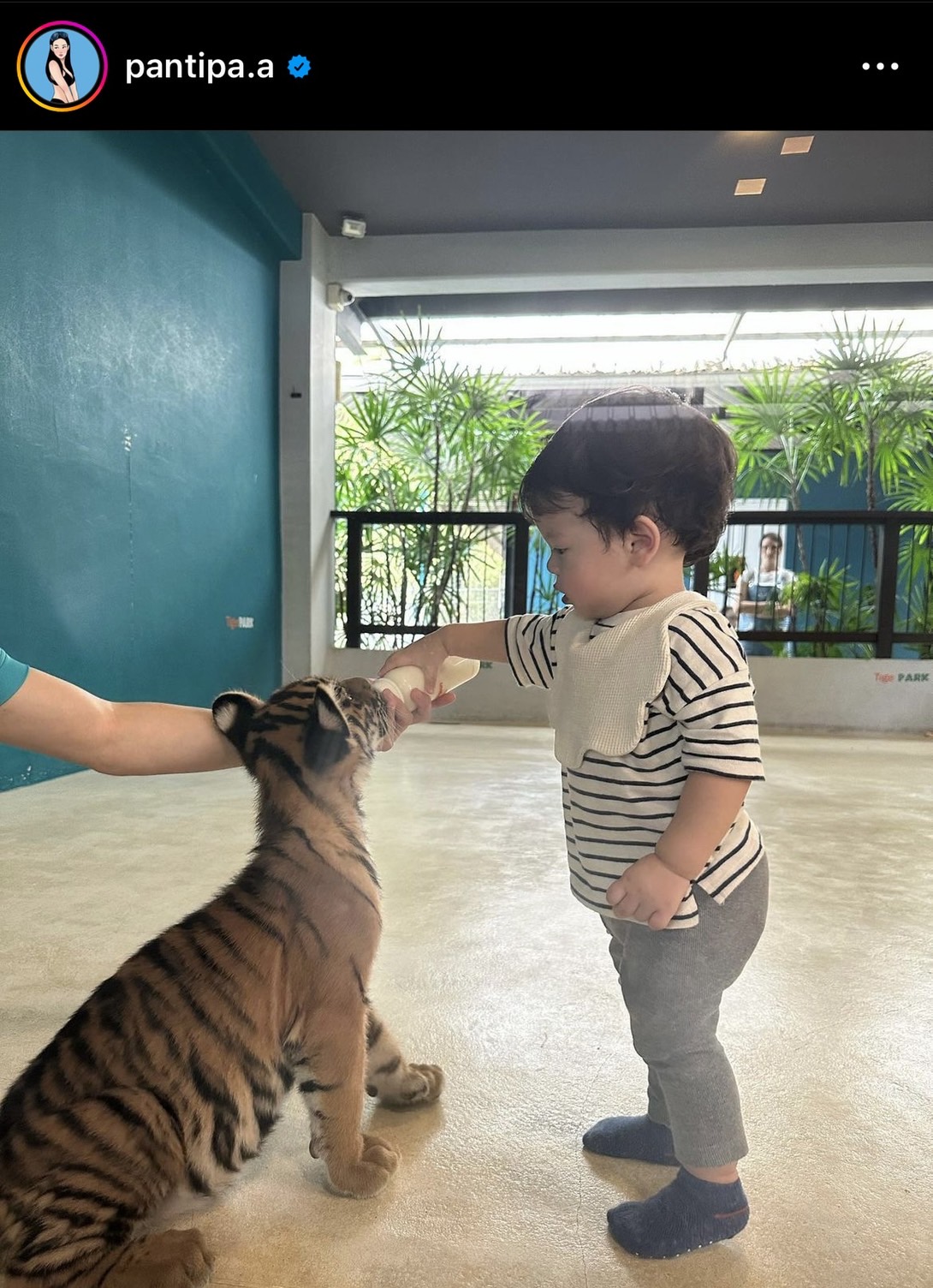 ปุ้มปุ้ย อวดโมเมนต์สุดน่ารัก น้องไซอัลบลู ทำพีคจัด เจอเสือครั้งแรก! ปุ้มปุ้ย อวดโมเมนต์สุดน่ารัก น้องไซอัลบลู ทำพีคจัด เจอเสือครั้งแรก!