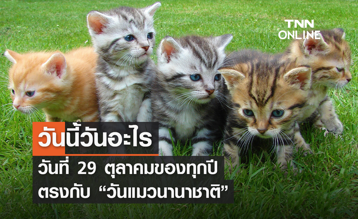 วันนี้วันอะไร 29 ตุลาคม ตรงกับ “วันแมวนานาชาติ” 