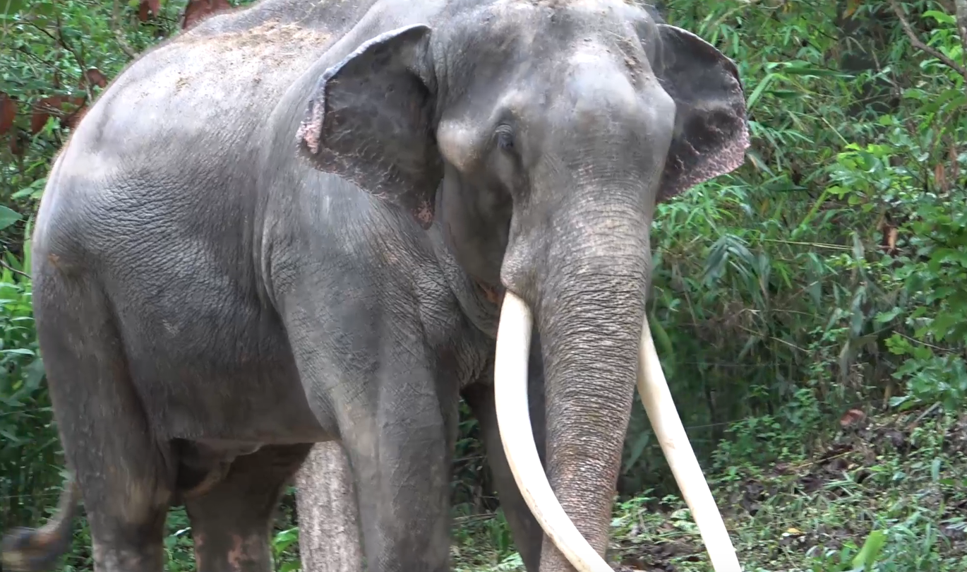 อาการล่าสุด ‘พลายศักดิ์สุรินทร์’ ฝียุบแล้ว หลังอยู่ไทยมา 10 วัน อาการล่าสุด ‘พลายศักดิ์สุรินทร์’ ฝียุบแล้ว หลังอยู่ไทยมา 10 วัน