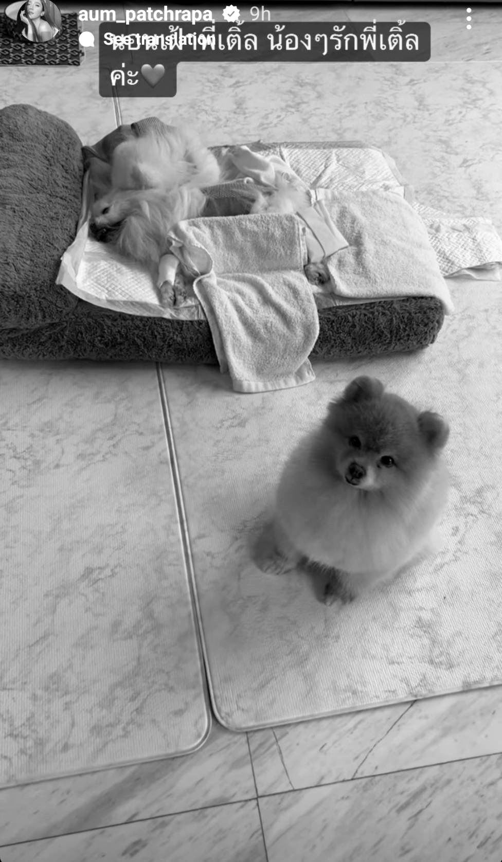 อั้ม โพสต์สุดเศร้า แล้วจะเตรียมยาให้ใคร หลัง พี่เติ้ล น้องหมาสุดที่รักเสียชีวิต