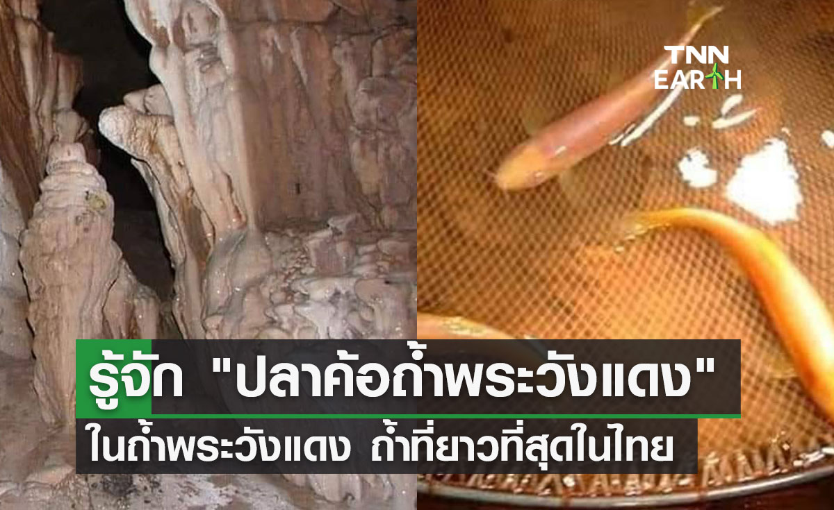 รู้จัก ปลาค้อถ้ำพระวังแดง ในถ้ำพระวังแดง ถ้ำที่ยาวที่สุดในประเทศไทย