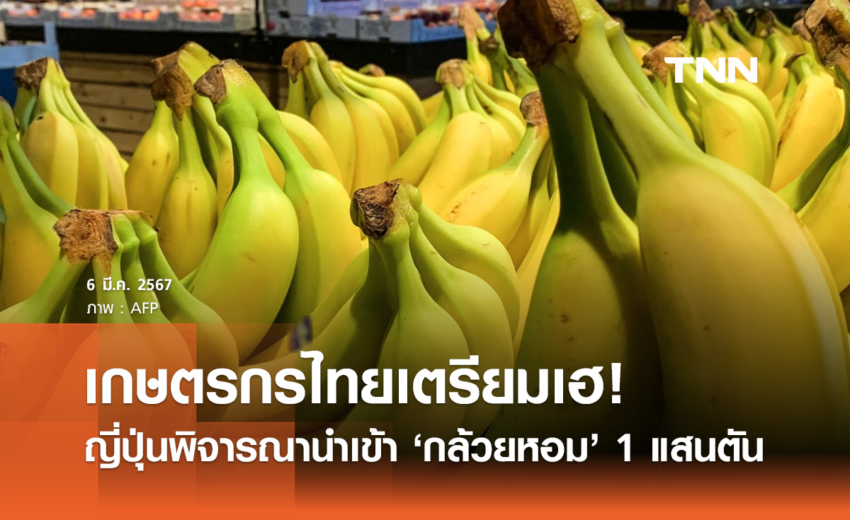 เกษตรกรเตรียมเฮ! ญี่ปุ่น พิจารณาโควต้านำเข้า "กล้วยหอมไทย" 1 แสนตัน