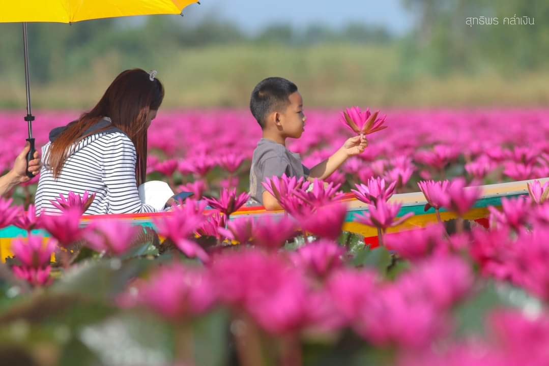“ทุ่งดอกบัวแดงบึงบอระเพ็ด” จ.นครสวรรค์ บานสะพรั่งพร้อมรับนักท่องเที่ยว