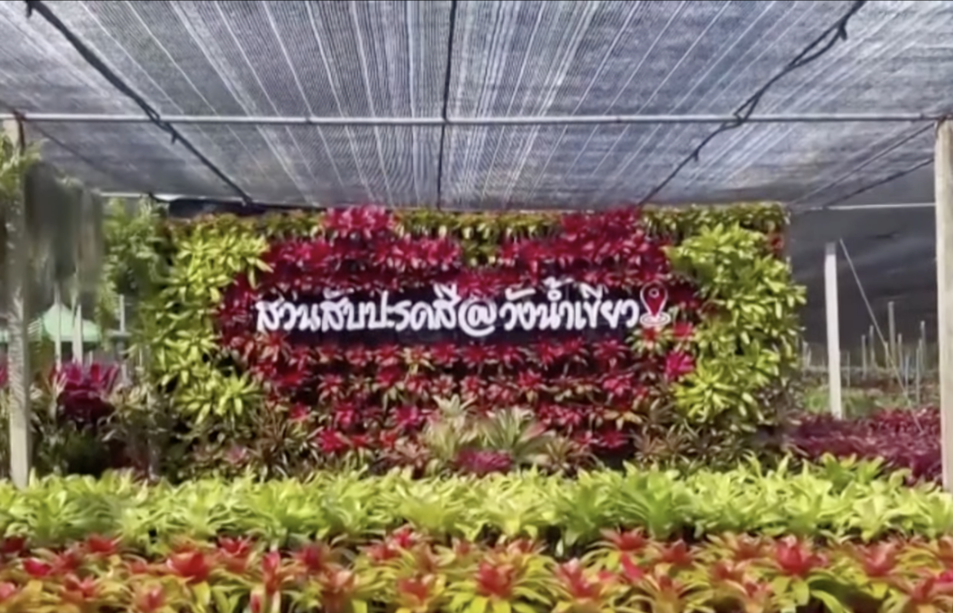สวนสับปะรดสีรูปหัวใจ แลนด์มาร์กใหม่วังน้ำเขียว สวนสับปะรดสีรูปหัวใจ แลนด์มาร์กใหม่วังน้ำเขียว