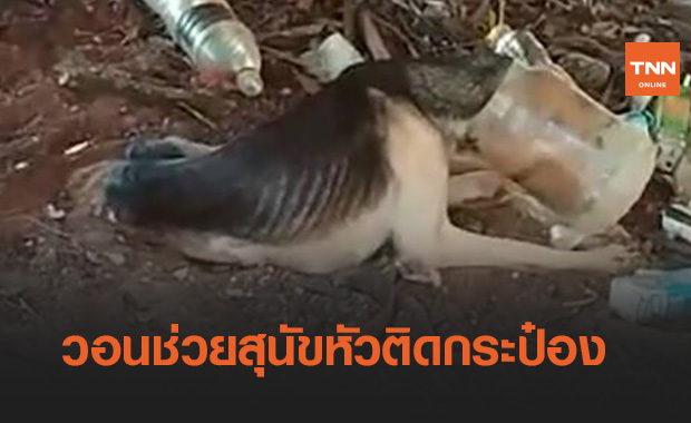 วอนช่วยด่วน!สุนัขแม่ลูกอ่อนหัวติดกระป๋อง ผอมจนเห็นกระดูก