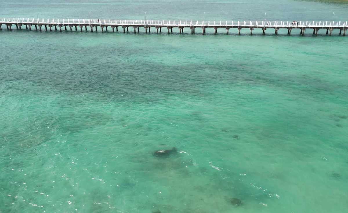 สำเร็จ ! พะยูนหลังขาว หาดราไวย์ ยอมกินผักอาหารเสริมทดแทนหญ้าทะเลแล้ว สำเร็จ ! พะยูนหลังขาว หาดราไวย์ ยอมกินผักอาหารเสริมทดแทนหญ้าทะเลแล้ว