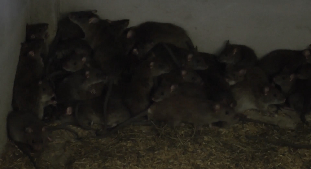ตกงานไม่ท้อ! หันเลี้ยงหนูนา ส่งขาย สร้างรายได้งาม ตกงานไม่ท้อ! หันเลี้ยงหนูนา ส่งขาย สร้างรายได้งาม
