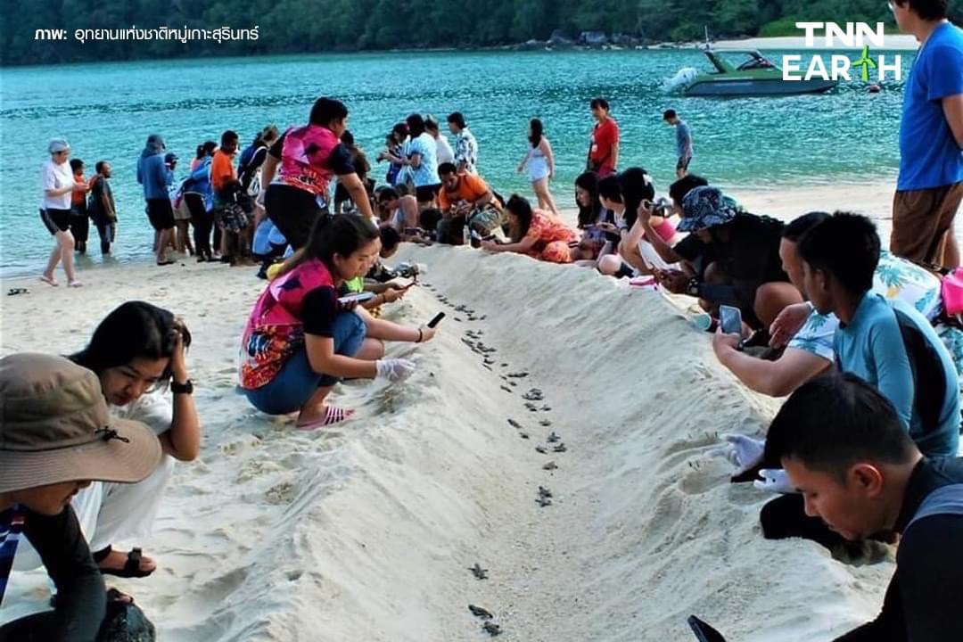 นทท. พร้อมใจปล่อยลูก “เต่ากระ” 165 ตัว ลงสู่ท้องทะเล นทท. พร้อมใจปล่อยลูก “เต่ากระ” 165 ตัว ลงสู่ท้องทะเล