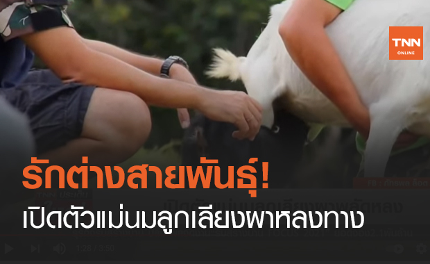 รักต่างสายพันธุ์! เปิดตัวแม่นมลูกเลียงผาหลงทาง (คลิป)