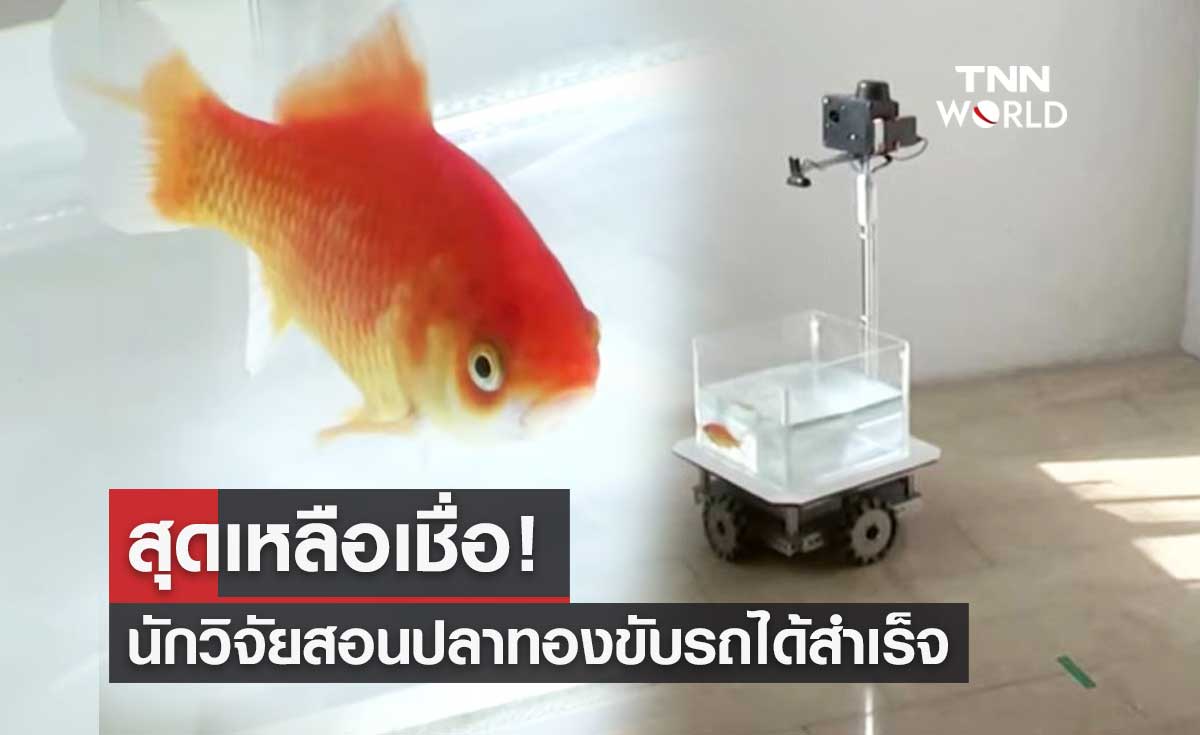 เหลือเชื่อ! นักวิจัยอิสราเอลสอนปลาทองขับรถได้สำเร็จ