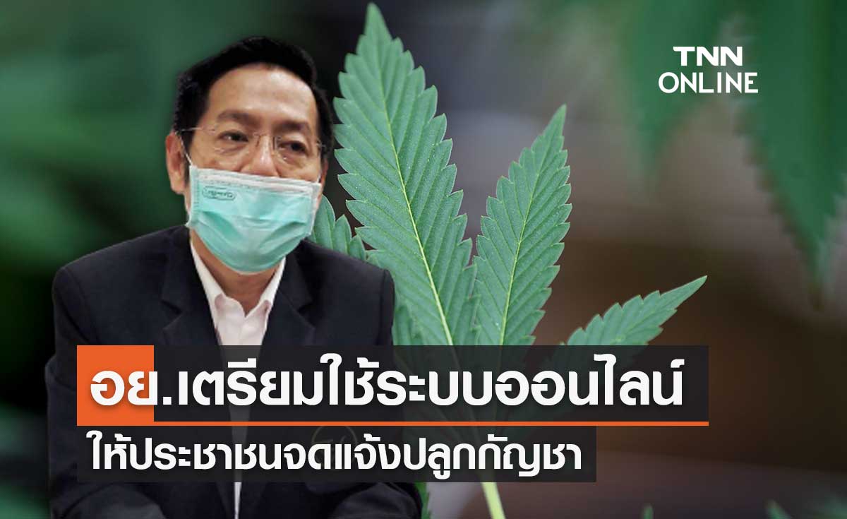 อย.เตรียมใช้ระบบออนไลน์ให้ประชาชนจดแจ้งปลูกกัญชา