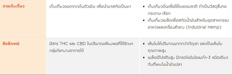 กัญชง - กัญชา ต่างกันอย่างไร