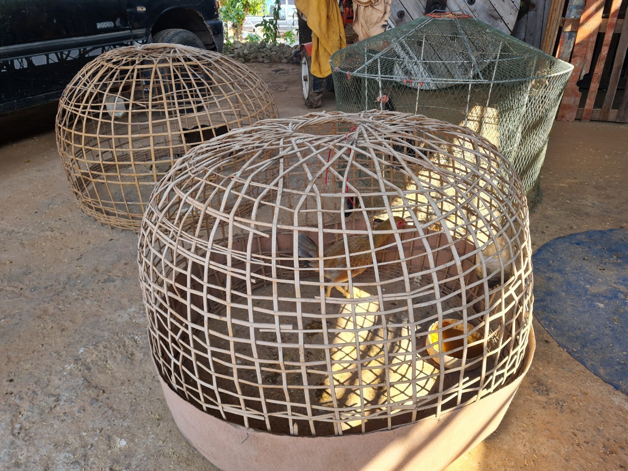 จับตา! คลัสเตอร์บ่อนไก่โคราช พบติดเชื้อ 30 ราย หวั่นเชื้อลามเด็ก จับตา! คลัสเตอร์บ่อนไก่โคราช พบติดเชื้อ 30 ราย หวั่นเชื้อลามเด็ก