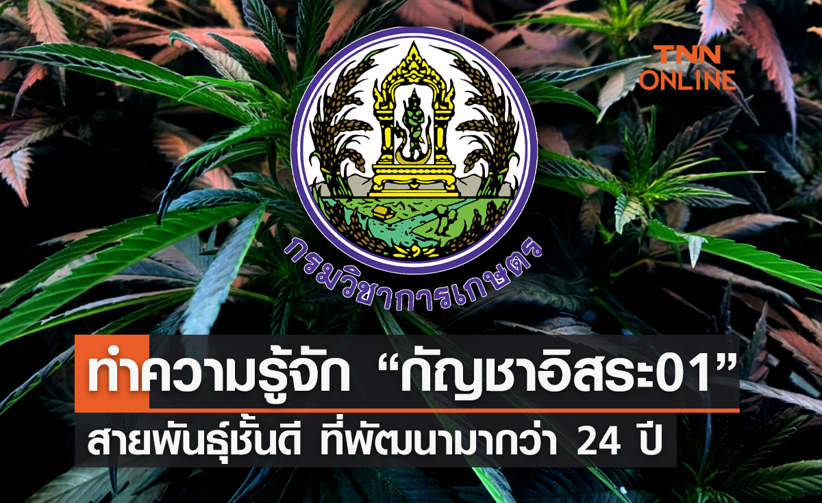ทำความรู้จัก "กัญชาพันธุ์อิสระ01" ที่กรมวิชาการเกษตรแจกบ้านละ 2 ต้น 