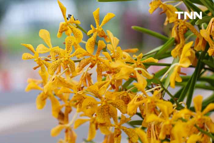 ประดับดอกไม้ เติมสีสันบนถนนประวัติศาสตร์ เฉลิมพระเกียรติในโอกาสพระราชพิธีมหามงคลวันเฉลิมพระชนมพรรษา 2567 ประดับดอกไม้ เติมสีสันบนถนนประวัติศาสตร์ เฉลิมพระเกียรติในโอกาสพระราชพิธีมหามงคลวันเฉลิมพระชนมพรรษา 2567
