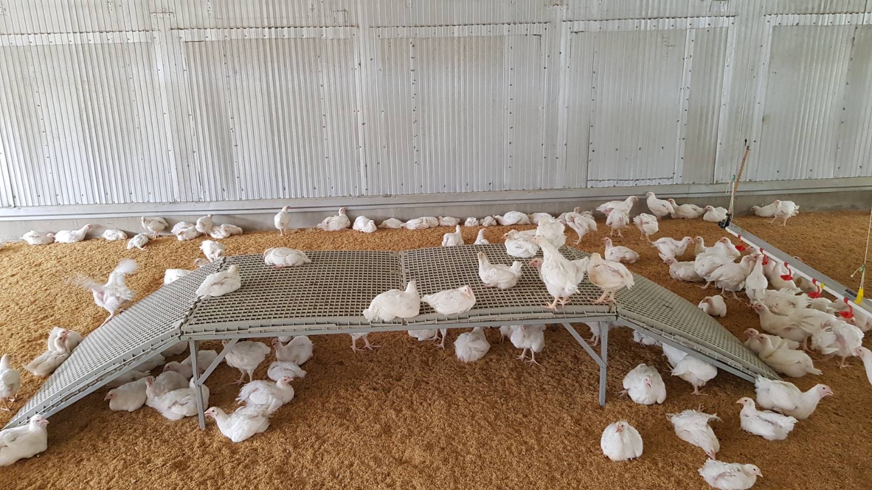 ซีพีเอฟได้รับรอง LR Farm F1rst ตอกย้ำการผลิตไก่เนื้อ