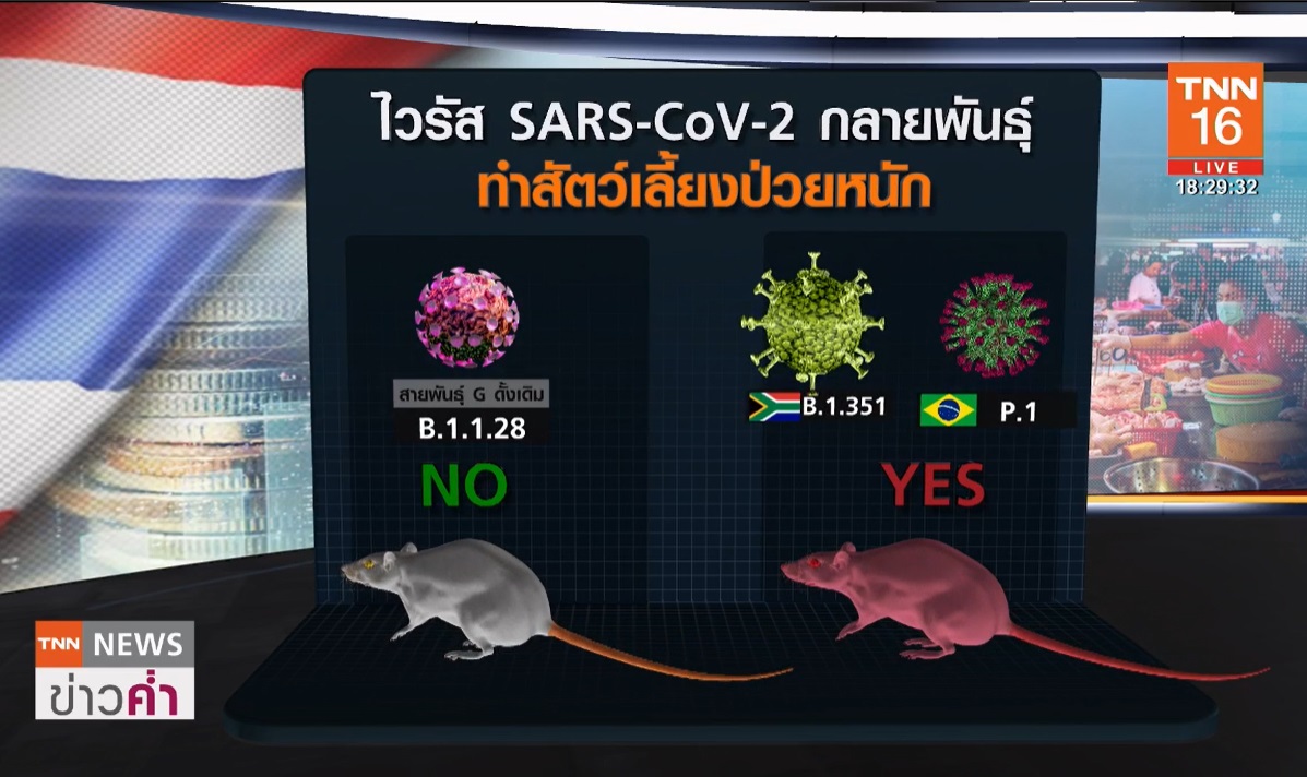 โควิดกลายพันธุ์ ติดเชื้อในสัตว์ป่วยรุนแรงเหมือนคน!