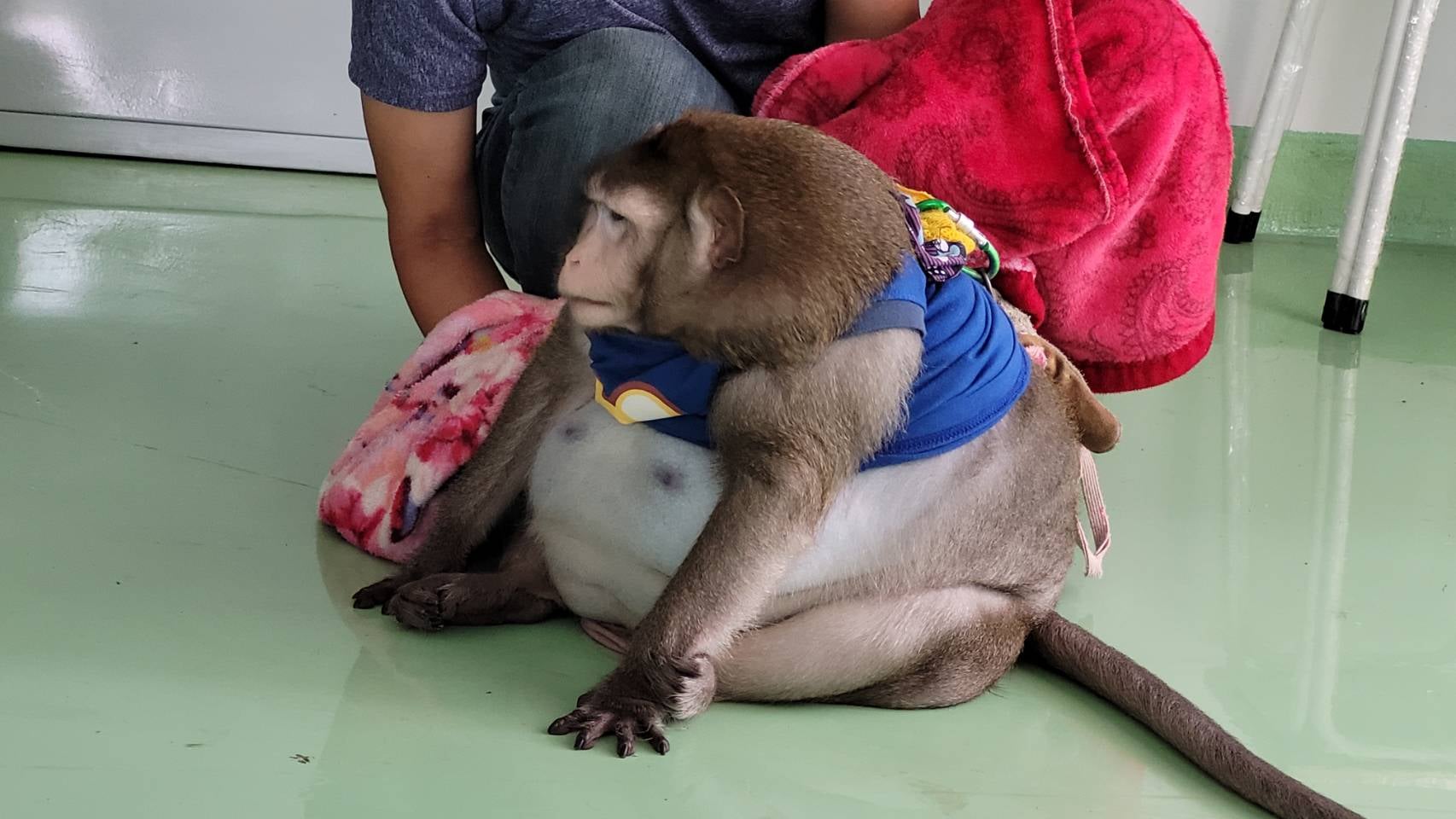 นักข่าวสาวเล่านาที เจ้าก็อตซิลล่า กัดเป็นแผลเหวอะ ต้องผ่าตัด 2 รอบ นักข่าวสาวเล่านาที เจ้าก็อตซิลล่า กัดเป็นแผลเหวอะ ต้องผ่าตัด 2 รอบ