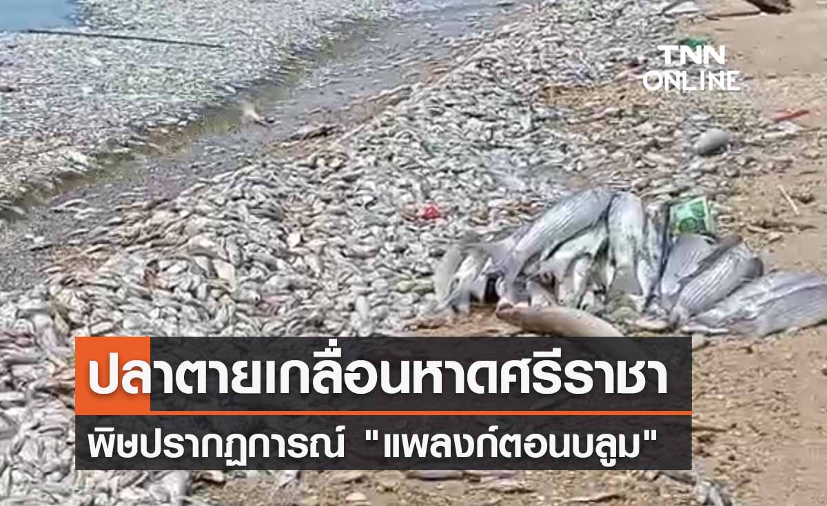 ผงะ! ปลาตายเกลื่อนหาดศรีราชา พิษปรากฏการณ์ แพลงก์ตอนบลูม 