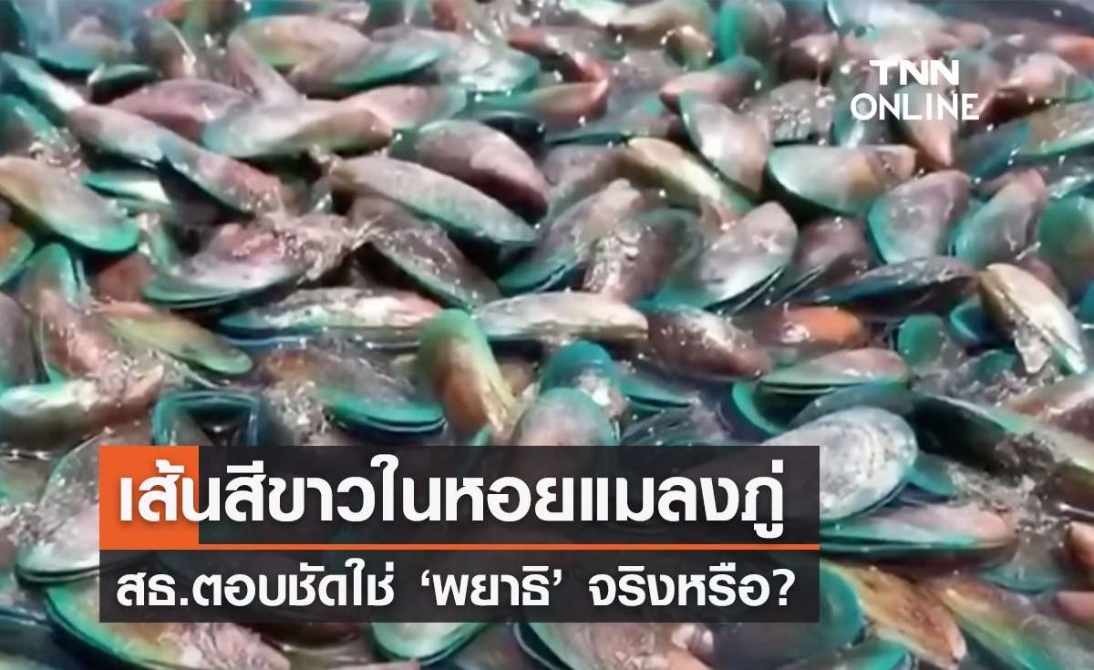 ไขปริศนาเส้นสีขาวในหอยแมลงภู่คือ ‘พยาธิ’ สธ.ตอบชัดจริงหรือ?