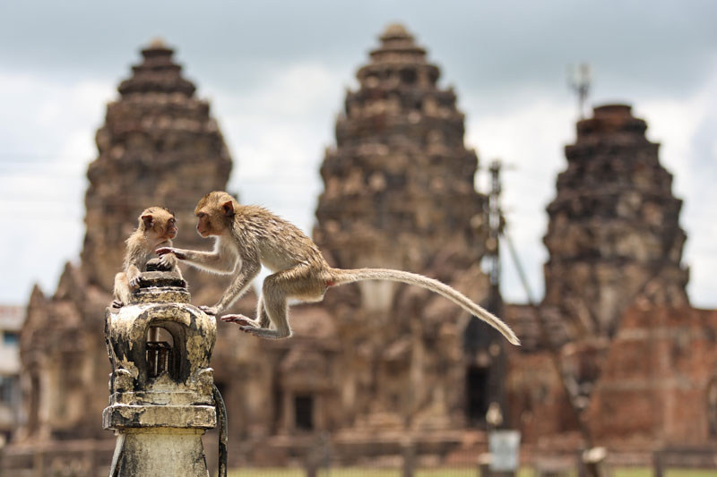 ลิงลพบุรี -- เจ้าบ้านเก่า ที่กลายเป็นแขกไม่ได้รับเชิญ ลิงลพบุรี -- เจ้าบ้านเก่า ที่กลายเป็นแขกไม่ได้รับเชิญ