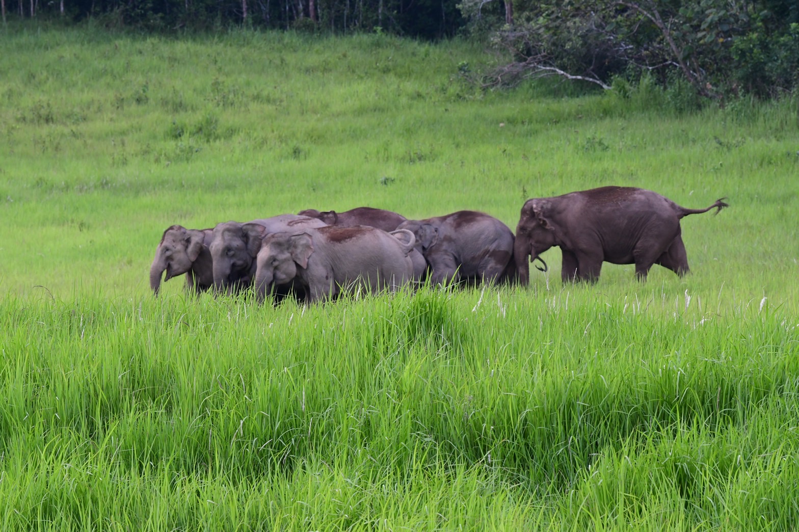 เปิดภาพเขาใหญ่อุดมสมบูรณ์ ช้างป่านับสิบเดินเล่นโชว์นทท.