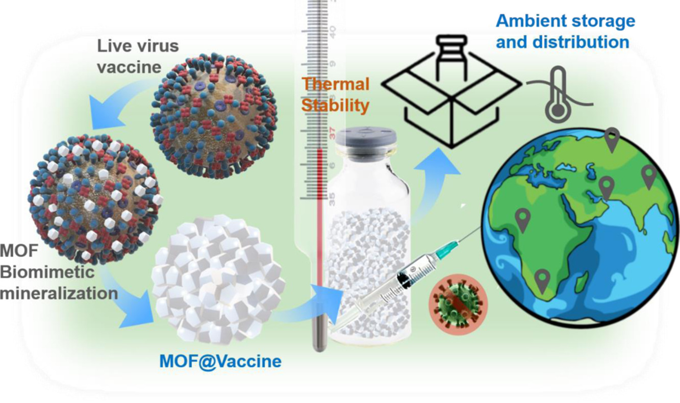เสริมเกราะให้วัคซีนด้วย MOF เก็บได้นาน 3 เดือน โดยไม่ต้องแช่ตู้เย็น