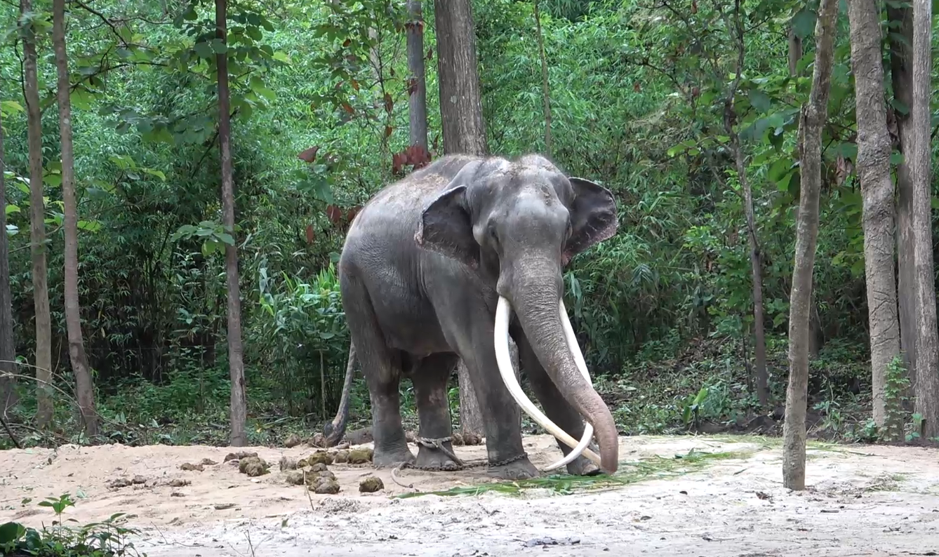 อาการล่าสุด ‘พลายศักดิ์สุรินทร์’ ฝียุบแล้ว หลังอยู่ไทยมา 10 วัน อาการล่าสุด ‘พลายศักดิ์สุรินทร์’ ฝียุบแล้ว หลังอยู่ไทยมา 10 วัน