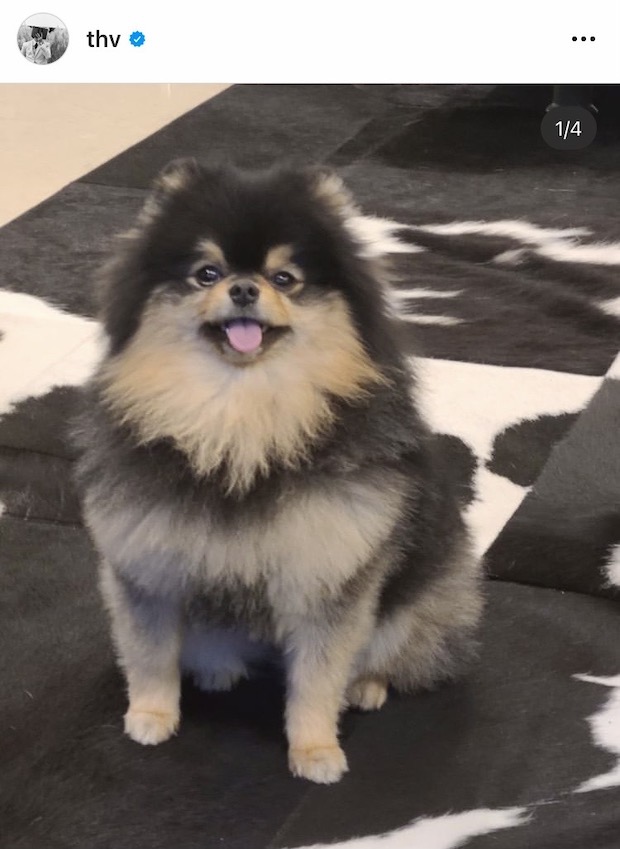 แฟนๆ ทั่วโลกอวยพรวันเกิด 'เจ้ายอนทัน’ น้องโฮ่งเซเลบของ ‘วี BTS’ แฟนๆ ทั่วโลกอวยพรวันเกิด 'เจ้ายอนทัน’ น้องโฮ่งเซเลบของ ‘วี BTS’