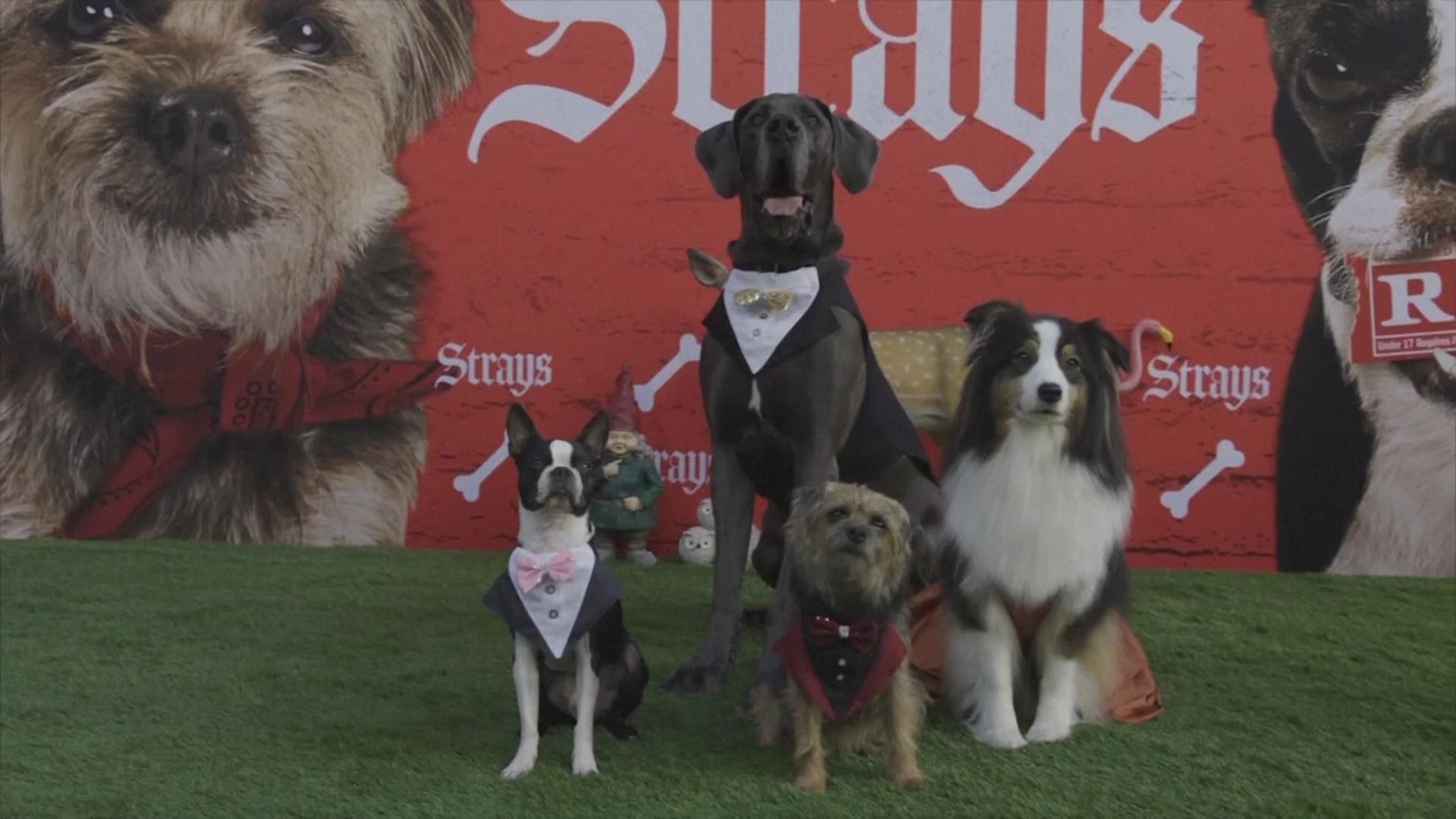 ซุปตาร์ 4 ขา เดินพรมแดงเปิดตัวภาพยนตร์ตลกเรท R “Strays”