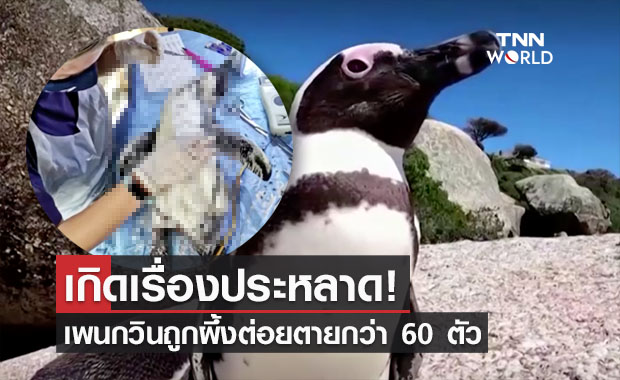 เรื่องประหลาด!เพนกวินใกล้สูญพันธุ์ถูกผึ้งต่อยตายกว่า 60 ตัว 