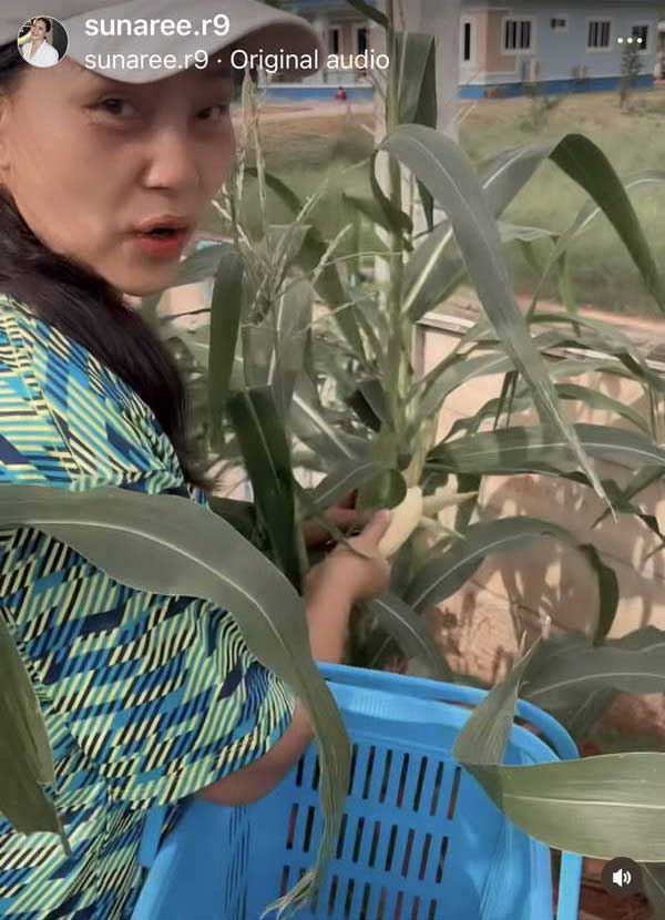 สุนารี ราชสีมา เปิดวิถีชิวิตล่าสุด กลับอยู่โคราชตามคำสั่งเสียแม่ นั่งซาเล้งขายข้าวโพด สุนารี ราชสีมา เปิดวิถีชิวิตล่าสุด กลับอยู่โคราชตามคำสั่งเสียแม่ นั่งซาเล้งขายข้าวโพด