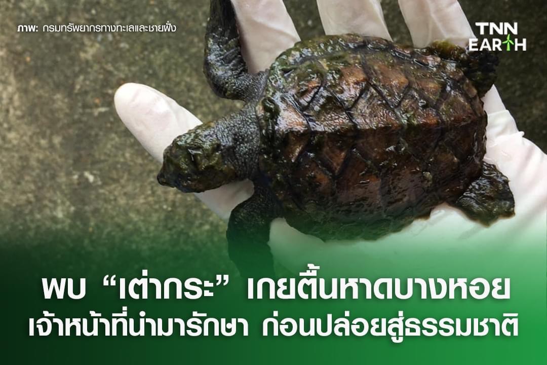   พบ “เต่ากระ” เกยตื้นหาดบางหอย จ.สงขลา เจ้าหน้าที่นำมารักษา ก่อนปล่อยกลับสู่ธรรมชาติ