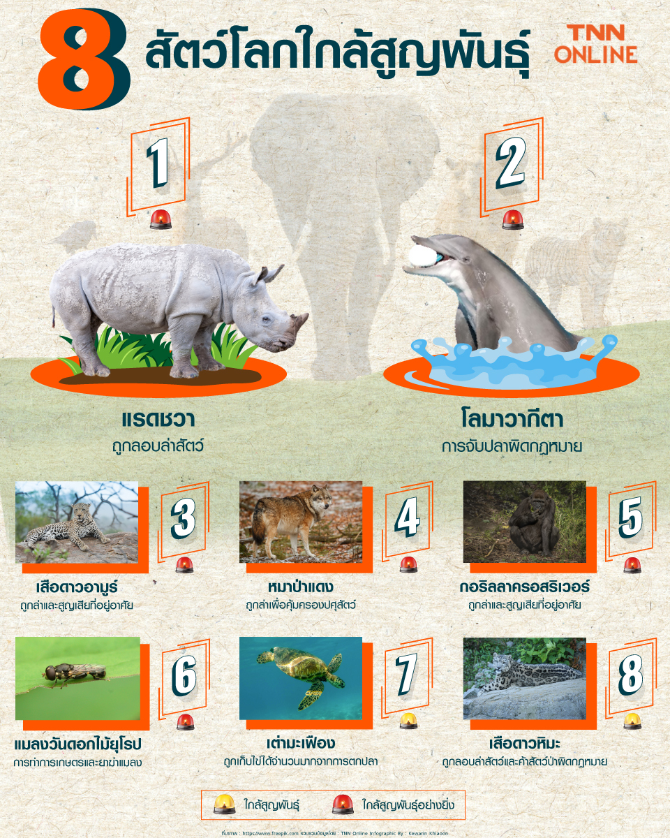 8 สัตว์โลกที่ใกล้จะสูญพันธุ์ มีสัตว์อะไรบ้าง ที่ต้องได้รับการคุ้มครอง 8 สัตว์โลกที่ใกล้จะสูญพันธุ์ มีสัตว์อะไรบ้าง ที่ต้องได้รับการคุ้มครอง