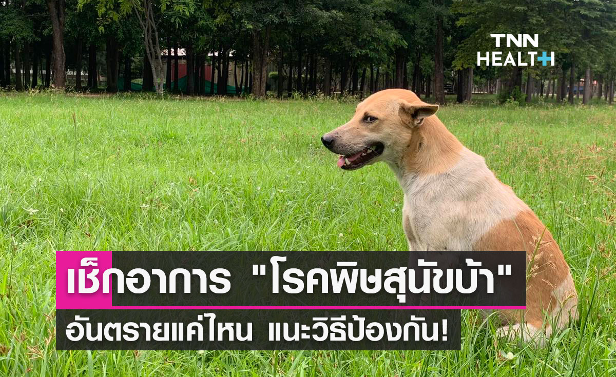 "โรคพิษสุนัขบ้า" มีอาการอย่างไร อันตรายแค่ไหน แนะวิธีป้องกัน