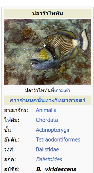 รู้จัก ปลาวัวไททัน หรือ ปลาวัวอำมหิต สัตว์ที่ถูกนักดำน้ำฆ่าตาย รู้จัก ปลาวัวไททัน หรือ ปลาวัวอำมหิต สัตว์ที่ถูกนักดำน้ำฆ่าตาย