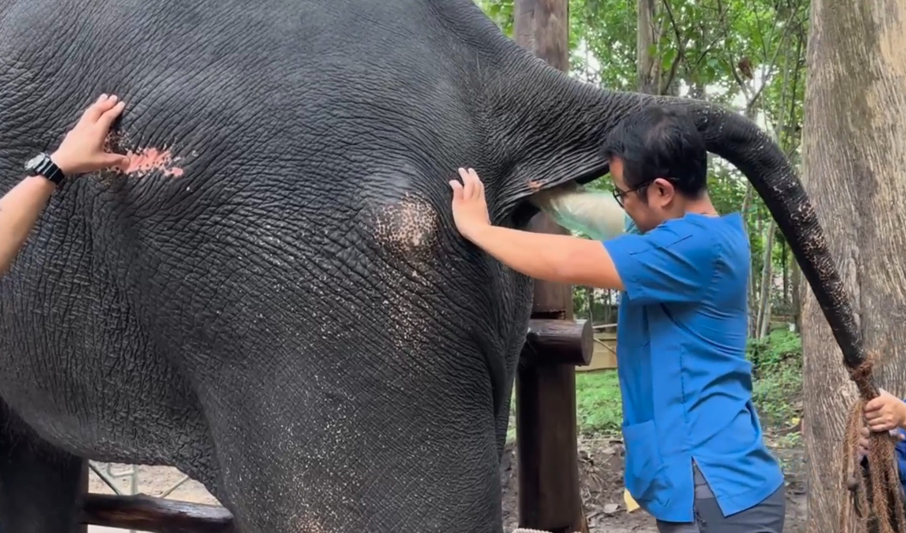 อัปเดตล่าสุดอาการ “พลายศักดิ์สุรินทร์” ตรวจพบขาซ้ายผิดปกติ อัปเดตล่าสุดอาการ “พลายศักดิ์สุรินทร์” ตรวจพบขาซ้ายผิดปกติ